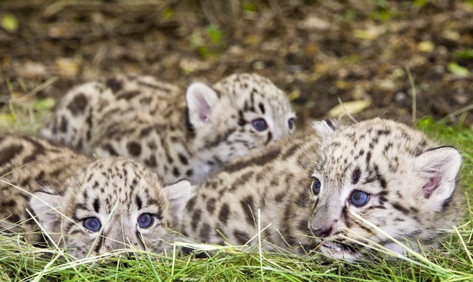 Leopardo de las nieves Bebe